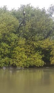 Brahminy Kite, Muthupet mangroves
