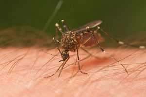 Dengue vaccine 