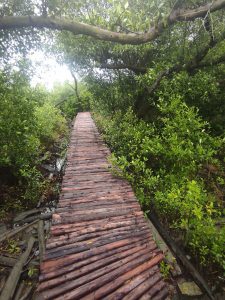 Boardwalk, mangrove forest, Ramsar site
