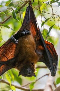 Nipah Virus through fruit eating bats