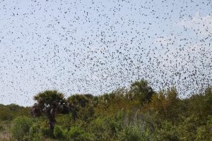 locusts attack crops