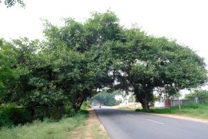 Banyan Tree Chevella