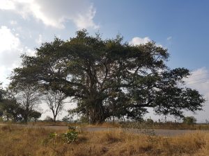 Chevella banyan trees