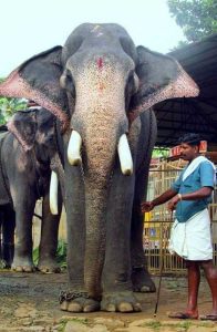 Elephant Kesavan