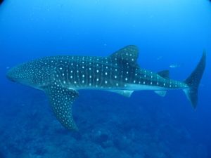 Whale Shark