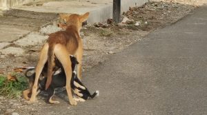 Stray dogs in Kerala.