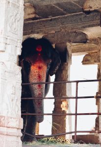 Photo of Lakshmi, elephant at Virupaksha temple, Hampi