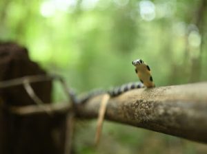 Baby Cobra 