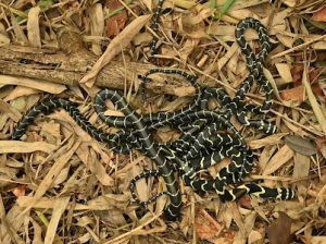 Baby cobras 