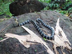 A baby king cobra in the Eastern Ghats. (Supplied)