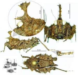 Cladonotus Bhaskari