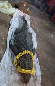 The body of Babiya, 75-year-old vegetarian crocodile from Kasargod in Kerala, is kept for public viewing 