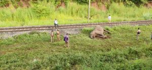 railway track elephant