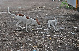 The there have been nearly two lakh dog bite cases in the state this year. 