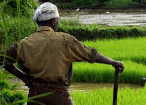 A farmer stands in the field.